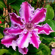 Клематис Тюдор (крупноцветковый)