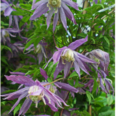 Клематис Виолет Пинк (ботанический)