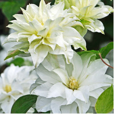 Клематис Фест Лав (крупноцветковый) (Серия ЛЮКС)