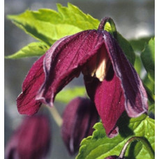 Клематис Бетина (ботанический) 