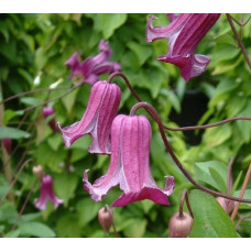 Клематис Фэй (ботанический)