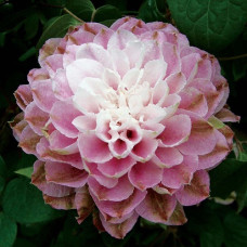 Клематис Дансинг Смайл (крупноцветковый) СЕРИЯ ЛЮКС 