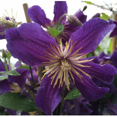 Клематис Хадсон Риве (ботанический)