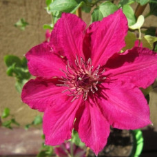 Клематис Перида (крупноцветковый)