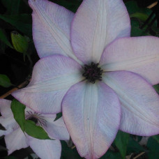 Клематис Утопия (крупноцветковый)