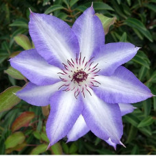 Клематис Мисайо (крупноцветковый)