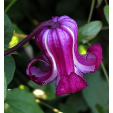 Клематис Принцесс Ред (ботанический)   