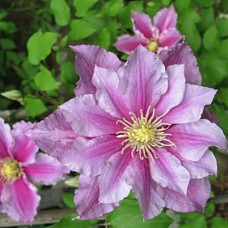 Клематис Рагамафин (крупноцветковый) СЕРИЯ ЛЮКС