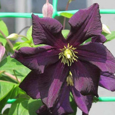 Клематис Романтика (крупноцветковый)