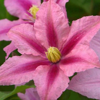Клематис Розамунд (крупноцветковый)  