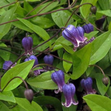 Клематис Софи (ботанический) 