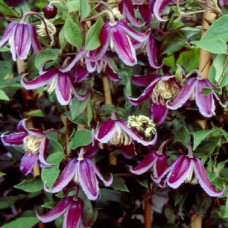 Клематис Ян Фопма (ботанический)