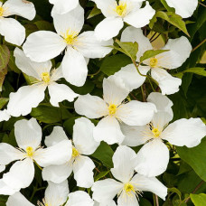 Клематис Альба (ботанический)