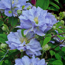 Клематис Азур Болл (крупноцветковый) (Серия ЛЮКС)