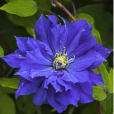 Клематис Коперник (крупноцветковый) (Серия ЛЮКС)