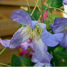 Клематис Ханна (ботанический)