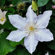 Клематис Глэдис Пикард (крупноцветковый) (капер)