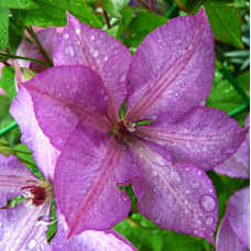 Клематис Маргарет Хант (крупноцветковый) (капер)