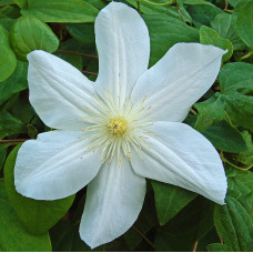 Клематис Мария Буасело (крупноцветковый)
