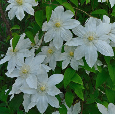 Клематис Мадам Ле Культр (крупноцветковый) (капер)