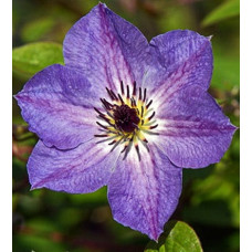 Клематис Монинг Скай (крупноцветковый) (Серия ЛЮКС)