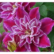 Клематис Май Дарлинг (крупноцветковый) (Серия ЛЮКС)