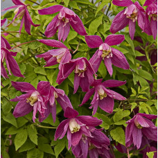 Клематис Руби (ботанический) 