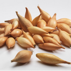 Лук-севок Бамбергер, 0.5 кг