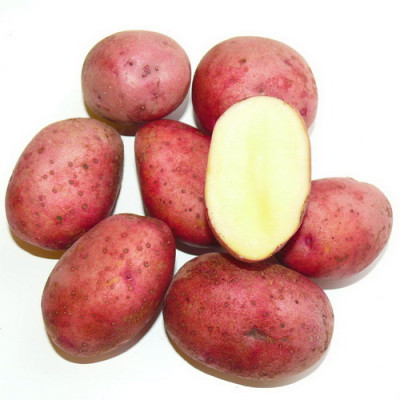 Картофель семенной Любава (ЭЛИТА) (сетка 2 кг)