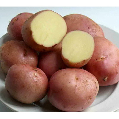 Картофель семенной Романо (Элита) (сетка 2 кг)