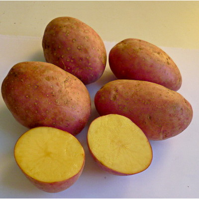 Картофель семенной Лаура (ЭЛИТА) (сетка 2 кг)