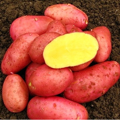 Картофель семенной Ред Фентези  (ЭЛИТА) (сетка 2 кг)