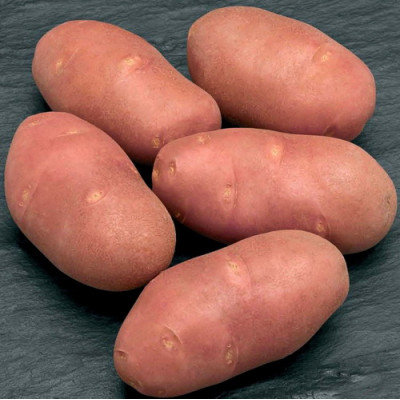 Картофель семенной Ред Скарлет   (сетка 2 кг)