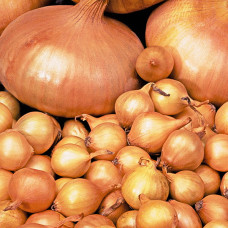 Лук-севок Центурион (0.5 кг)