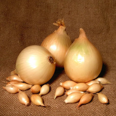 Лук-севок Шетана (0.5 кг)