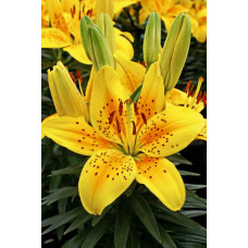 Лилия Дриминг Джой 