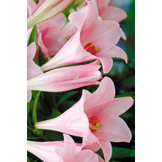 Лилия Элегант Леди (лонгифлорум)