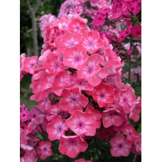 Флокс метельчатый "Российская селекция" Илларион