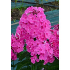 Флокс метельчатый "Российская селекция" Малина ранняя