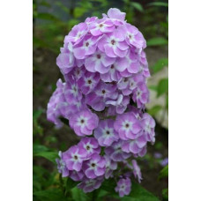 Флокс метельчатый "Российская селекция" Мирослав