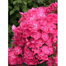 Флокс метельчатый "Российская селекция" Земляничное суфле 