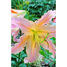 Лилия Фокус Покус (восточная)