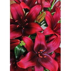 Лилия Форейнер (азиатская)