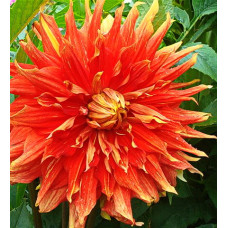 Георгина Отум Санберст (декоративная)