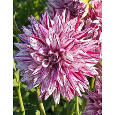 Георгина Блэкберри Риппл (полукактусовая)