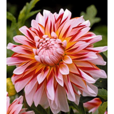 Георгина Карибиан Фэнтази (декоративная)