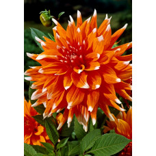 Георгина Колор Спектакл (полукактусовая)