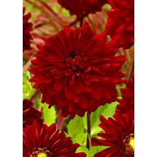 Георгина Дарк Фэшн (декоративная)