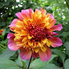 Георгина Флоринор (анемоновидная)