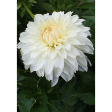 Георгина Леди Либерти (декоративная)